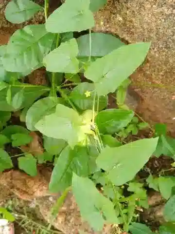 نبات الكدروستيس foetidissima في بيئته الطبيعية