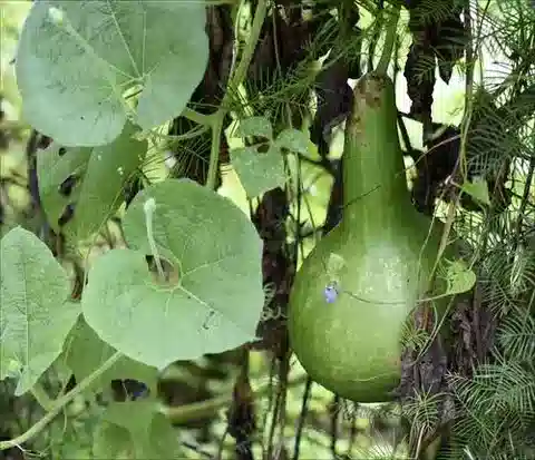 نبات القرع siceraria في بيئته الطبيعية