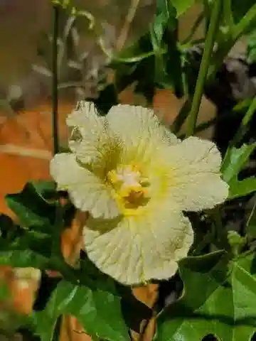 نبات المرار balsamina في بيئته الطبيعية