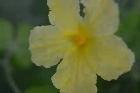 نبات المرار charantia في بيئته الطبيعية