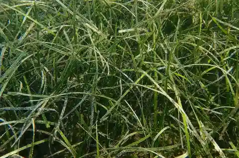 نبات السيمودوسيا العقدية في بيئته الطبيعية