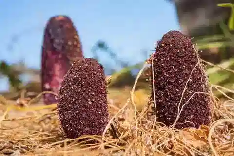 نبات اللُّباد coccineum subsp. coccineum في بيئته الطبيعية