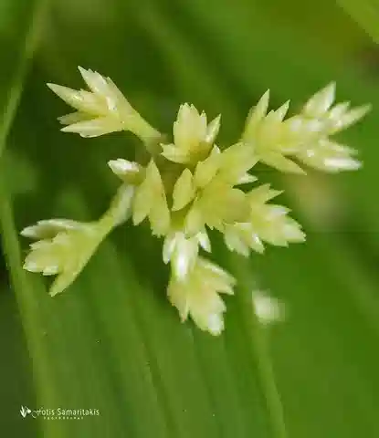 نبات السعد المظلي المروحي في بيئته الطبيعية