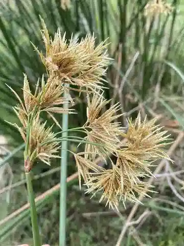 نبات السعد المفصلي في بيئته الطبيعية
