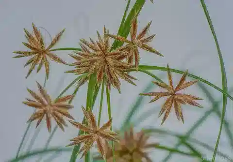 نبات السعد المتكتل النموذجي في بيئته الطبيعية