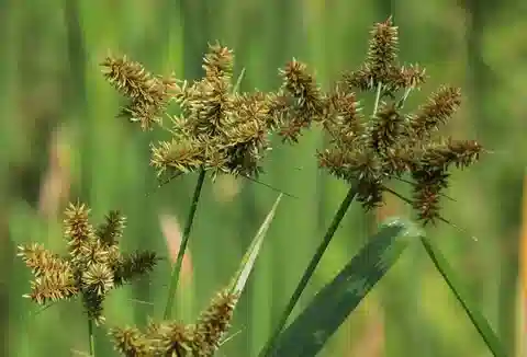 نبات السعد الغزير في بيئته الطبيعية