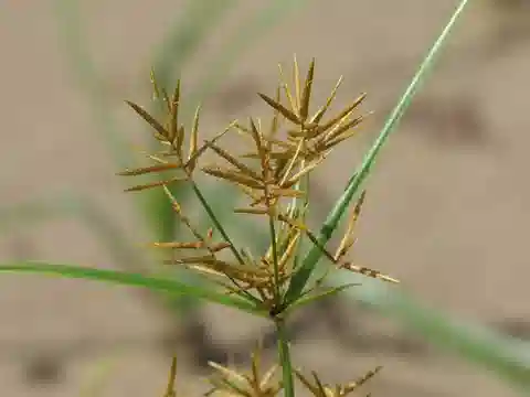 نبات حب العزيز في بيئته الطبيعية