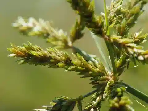 نبات السعد المتراكب في بيئته الطبيعية