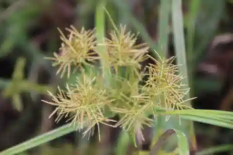نبات السعد المبقع النموذجي في بيئته الطبيعية
