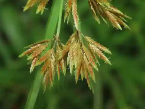 نبات السعد كثير السنابل النموذجي في بيئته الطبيعية