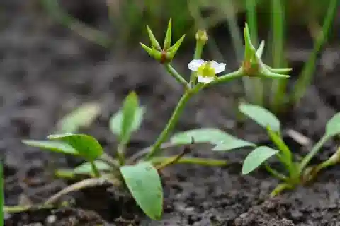 نبات داماسونيوم لسان الماء في بيئته الطبيعية