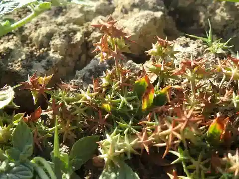 نبات داماسونيوم بورجيه في بيئته الطبيعية