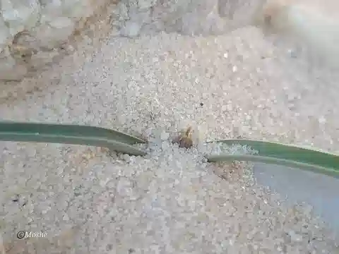 نبات ديبكادي البحر الأحمر في بيئته الطبيعية