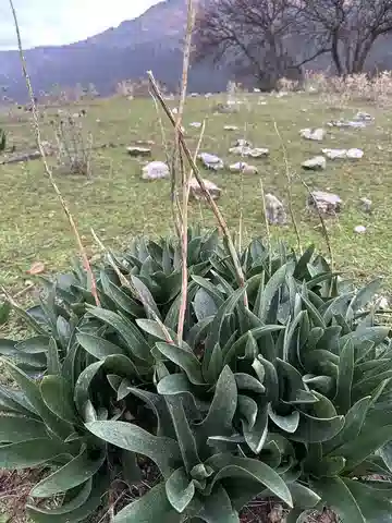 نبات الدريميا البحرية في بيئته الطبيعية
