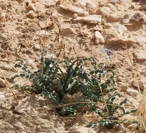نبات الدريميا الفلسطينية في بيئته الطبيعية