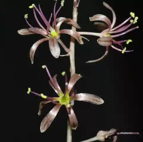 نبات الدريميا الأرجوانية في بيئته الطبيعية