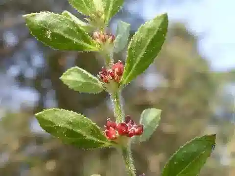 نبات البيرجية ammannioides في بيئته الطبيعية