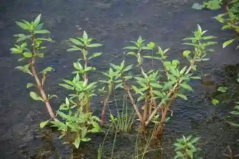 نبات البيرجية capensis في بيئته الطبيعية