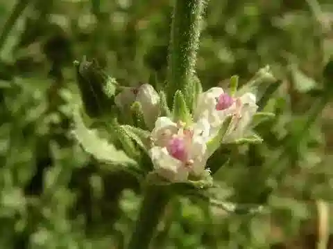 نبات البيرجية suffruticosa في بيئته الطبيعية