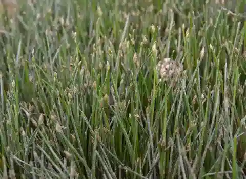نبات الإليوكارس القزم في بيئته الطبيعية
