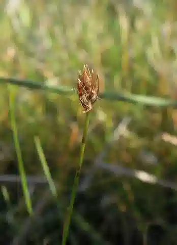 نبات الإليوكارس خماسي الأزهار في بيئته الطبيعية
