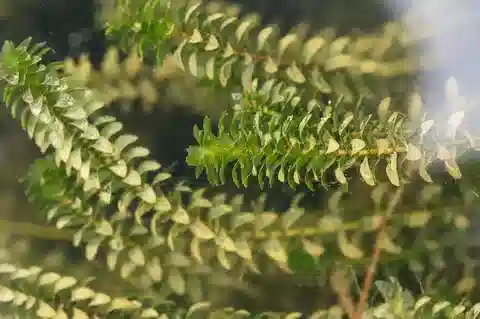 نبات الإلوديا الكندية في بيئته الطبيعية