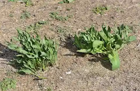 نبات الإمينيوم السنبيلي في بيئته الطبيعية