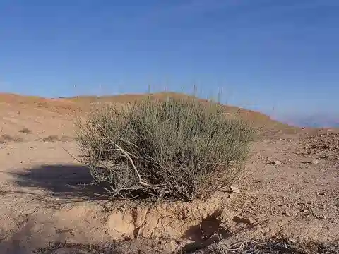 نبات العلندى عديمة الأوراق في بيئته الطبيعية