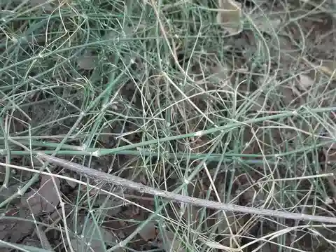 نبات العلندى المهدبة في بيئته الطبيعية