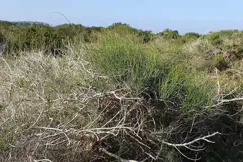نبات العلندى المؤنثة في بيئته الطبيعية