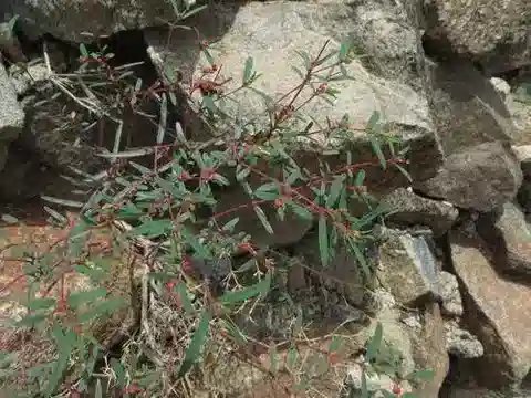 نبات الحليب acalyphoides subsp. acalyphoides في بيئته الطبيعية