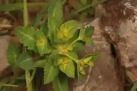 نبات الحليب arguta في بيئته الطبيعية