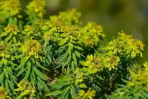نبات الحليب bivonae subsp. bivonae في بيئته الطبيعية