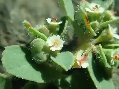 نبات الحليب chamaesyce في بيئته الطبيعية