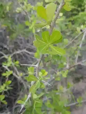 نبات الحليب cuneata subsp. cuneata في بيئته الطبيعية