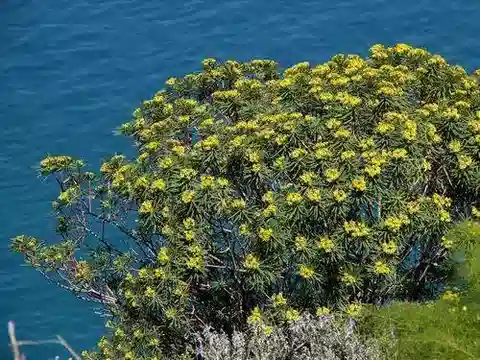 نبات الحليب dendroides في بيئته الطبيعية