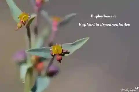 نبات الحليب dracunculoides subsp. dracunculoides في بيئته الطبيعية