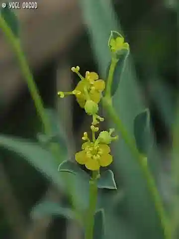نبات الحليب erinacea في بيئته الطبيعية