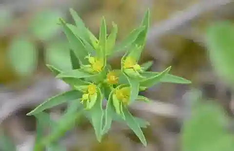 نبات الحليب exigua subsp. exigua في بيئته الطبيعية
