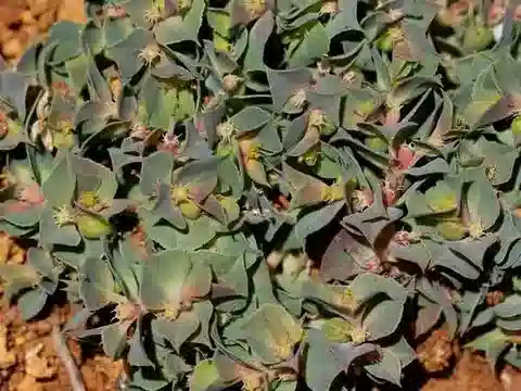 نبات الحليب falcata في بيئته الطبيعية