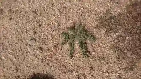 نبات الحليب forskaolii في بيئته الطبيعية