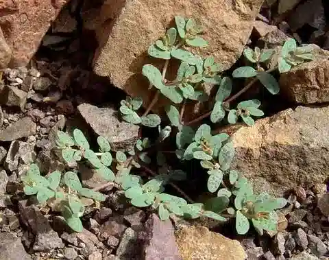 نبات الحليب granulata في بيئته الطبيعية