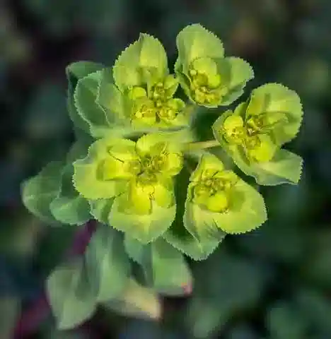 نبات الحليب helioscopia subsp. helioscopia في بيئته الطبيعية