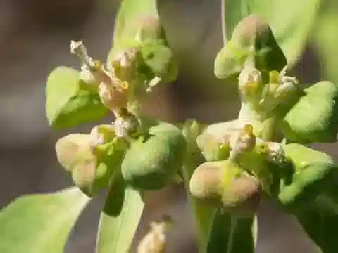 نبات الحليب heterophylla في بيئته الطبيعية