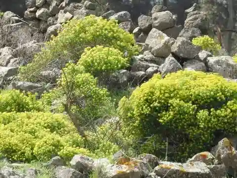 نبات الحليب hierosolymitana var. hierosolymitana في بيئته الطبيعية