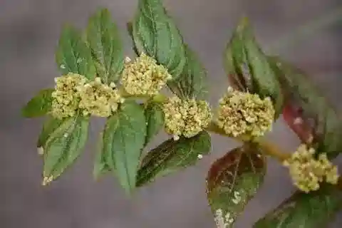 نبات الحليب hirta في بيئته الطبيعية