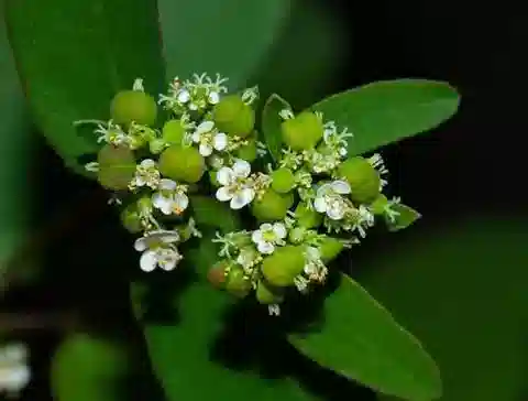 نبات الحليب hypericifolia في بيئته الطبيعية