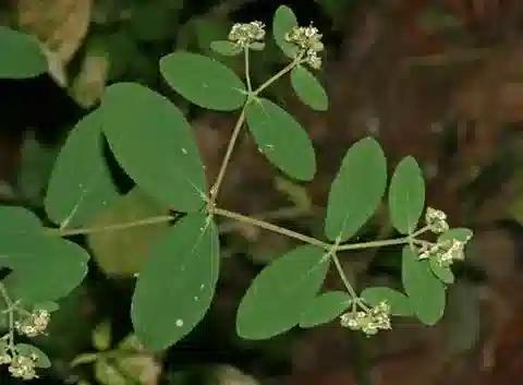 نبات الحليب hyssopifolia في بيئته الطبيعية