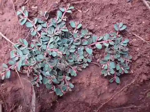 نبات الحليب inaequilatera في بيئته الطبيعية