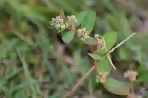 نبات الحليب indica في بيئته الطبيعية